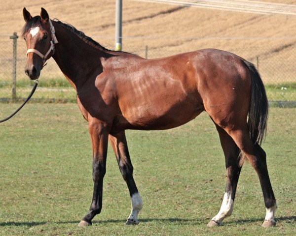 Springpferd Corafina (Hannoveraner, 2022, von Carrera VDL)