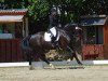 dressage horse Simply The Best 40 (Sachs-door. Heavy Warmbl., 2016, from Efeu)