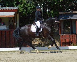 dressage horse Simply The Best 40 (Sachs-door. Heavy Warmbl., 2016, from Efeu)