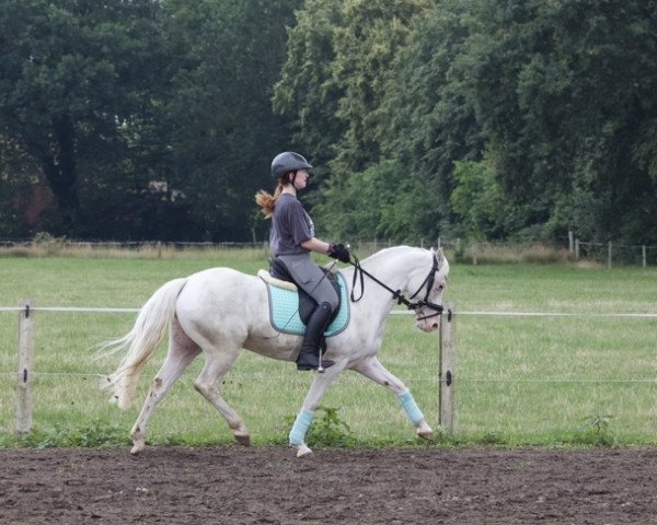 dressage horse Findus 186 (German Riding Pony, 2015, from Falsario de Color)