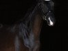 dressage horse Denver Colorado 4 (Westphalian, 2018, from De Kooning)