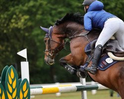 jumper Cornets Iberia (Hanoverian, 2016, from Cornets Iberio)