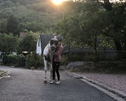 Pferd Judy (Tinker / Irish Cob / Gypsy Vanner, 2011)