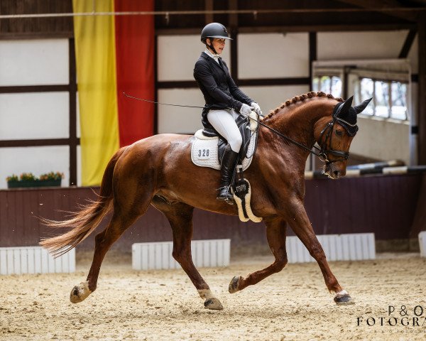 dressage horse Fabiano Dream (Westphalian, 2015, from Floribot)