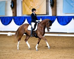 dressage horse Floridia's Stern (Hanoverian, 2017, from Floris Prince)