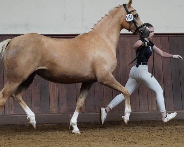 broodmare First Class Dark Diamond Dream (German Riding Pony, 2020, from Crown Charm of Royal)