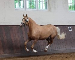 broodmare First Class Dark Diamond Dream (German Riding Pony, 2020, from Crown Charm of Royal)