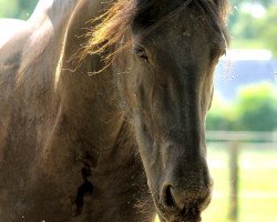 broodmare Kiss Me von Müller (Friese, 2011, from Karel 370)