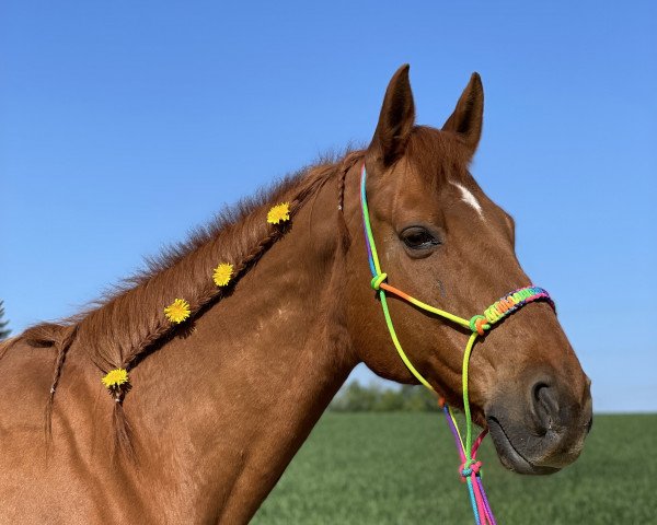 jumper Quinto 54 (Oldenburg show jumper, 2005, from Quidam's Rubin)