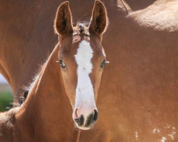 foal by L‘Alice Couleur (Oldenburg show jumper, 2023, from Duplexx)
