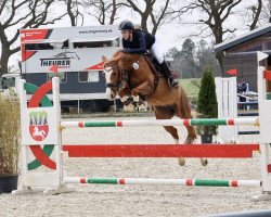 jumper Polia 3 (German Riding Pony, 2015, from Ping Pong)