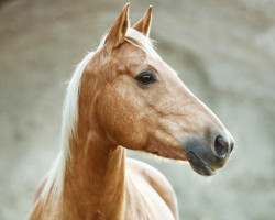 horse Cielos Candy (Quarter Horse, 2010, from SR Rooster)