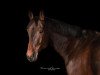 dressage horse Duke B 4 (Rhinelander, 2012, from Dankeschön)