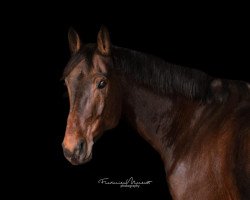 dressage horse Duke B 4 (Rhinelander, 2012, from Dankeschön)