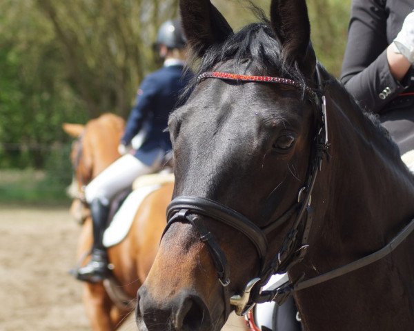 dressage horse Quendolina (German Sport Horse, 2016, from Quadroneur)