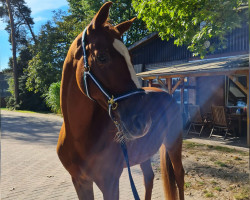 dressage horse Quiana 11 (Hanoverian, 2012, from Quaterhall)