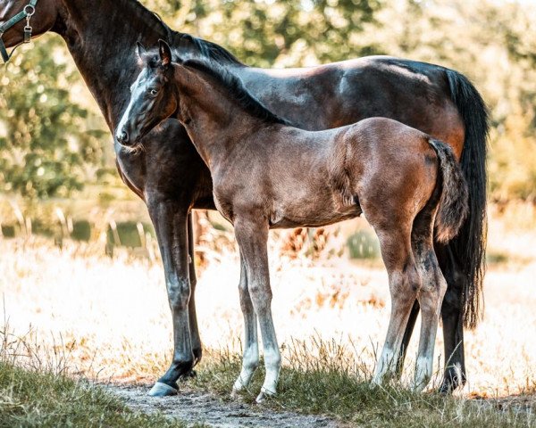 jumper Catweazle R (Oldenburg show jumper, 2023, from Km Chalcedon)