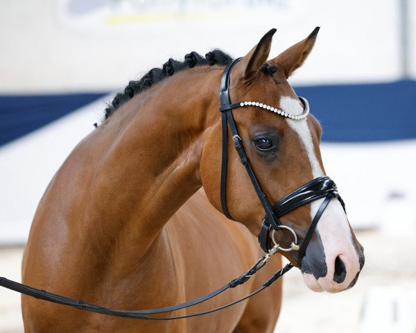 dressage horse Ontario (German Riding Pony, 2019, from Wischhoffs O lá lá)