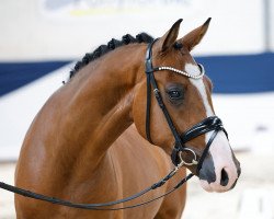 dressage horse Ontario (German Riding Pony, 2019, from Wischhoffs O lá lá)