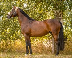 broodmare Chica de Luna (Hanoverian, 2009, from Chico's Boy)