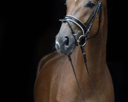 dressage horse French Affair B (Westphalian, 2013, from Fürst Remus)