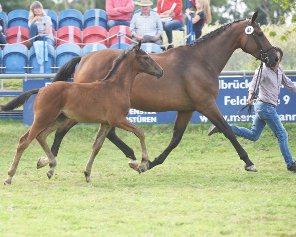 broodmare Ramona (Westphalian, 2013, from Rational 2)