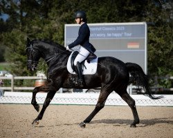 dressage horse Destaco (Hanoverian, 2012, from Destano)