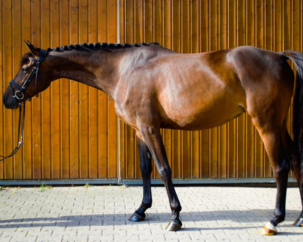 Springpferd Leonetta MW (Deutsches Sportpferd, 2019, von Levisto Z)