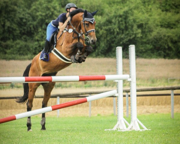 Springpferd Carlotta (Hessisches Warmblut, 2002, von Carismo II 123 FIN)