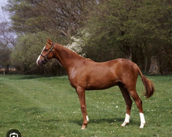 Deckhengst Pitchwood Dresden (British Riding Pony, 1986, von Keston Fidelity)