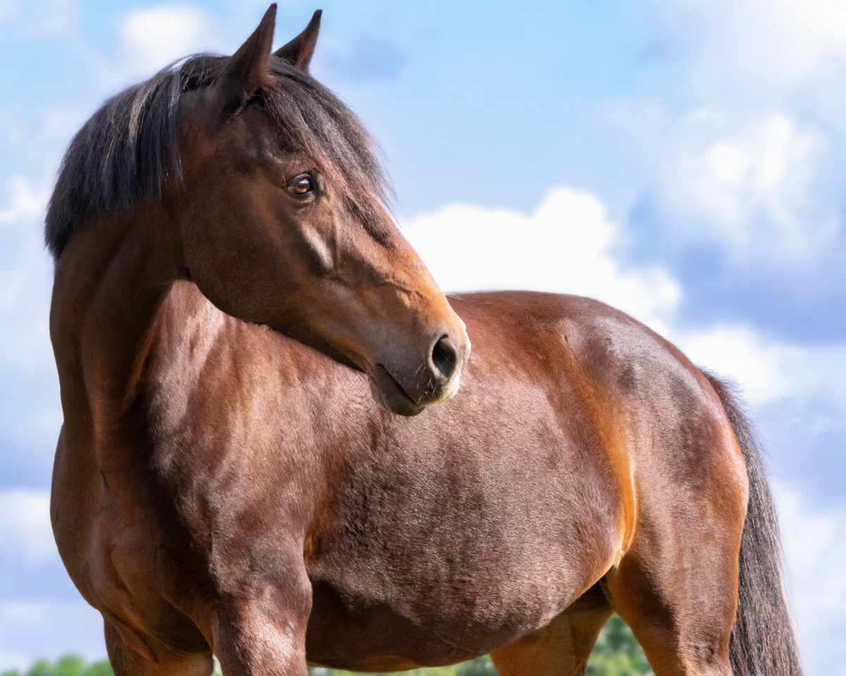 broodmare Ulla 67 (Oldenburg show jumper, 2012, from Ustinov)