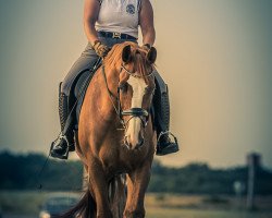 dressage horse Devils Diamond (Bavarian, 2011, from Disco-Boy)