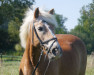 dressage horse Märchenprinz 13 (Haflinger, 2000, from Mon Ami)