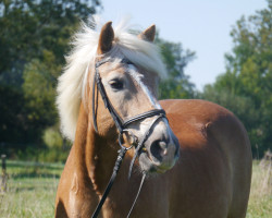 dressage horse Märchenprinz 13 (Haflinger, 2000, from Mon Ami)