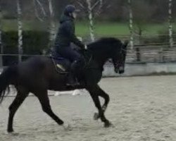 Springpferd Querido vd Breemeersen (Belgisches Warmblut, 2016, von Jericho van de Maltahoeve)