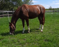 dressage horse Don Frey (Rhinelander, 2016, from Don Romanov)