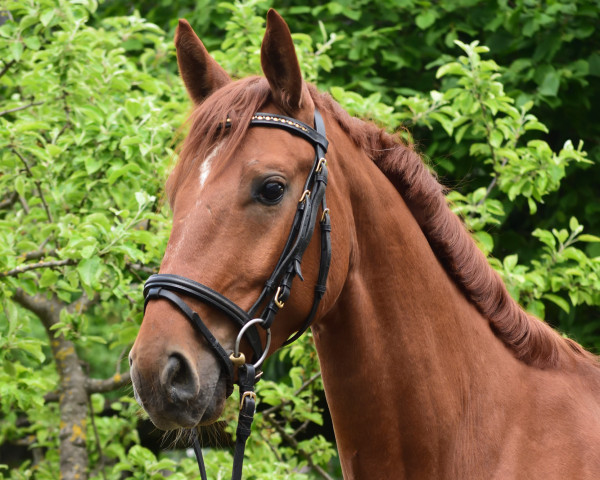 dressage horse Sir Fox (German Sport Horse, 2019, from Swarovski)