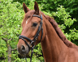 Pferd Sir Fox (Deutsches Sportpferd, 2019, von Swarovski)