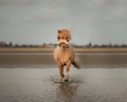 dressage horse Hercules v.d. Mars (Shetland Pony (unter 87 cm), 2014, from Shandy van Bromishet)