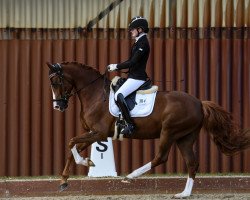 stallion Navelino 5 (German Riding Pony, 2016, from Fs Numero Uno)