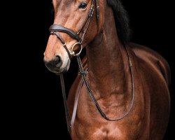 jumper Elsie Abbervail (KWPN (Royal Dutch Sporthorse), 2017, from Elvis Ter Putte)