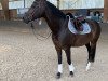 dressage horse Ellie 13 (KWPN (Royal Dutch Sporthorse), 2009, from San Remo)