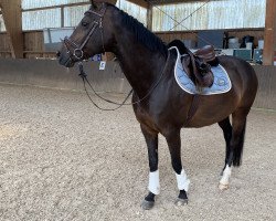 dressage horse Ellie 13 (KWPN (Royal Dutch Sporthorse), 2009, from San Remo)