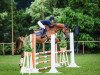 jumper Comme Calia (KWPN (Royal Dutch Sporthorse), 2018, from Comme il Faut)