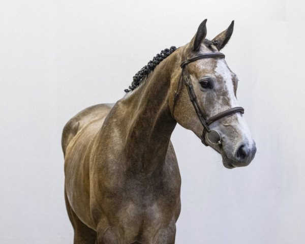 jumper Happiness Z (Zangersheide riding horse, 2019, from Heartbeat)