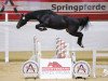 jumper Constantin Kw (Austrian Warmblood, 2016, from Contez)