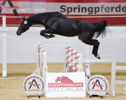 jumper Constantin Kw (Austrian Warmblood, 2016, from Contez)