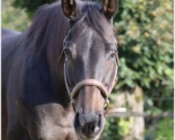 Zuchtstute Naomi (Österreichisches Warmblut,  , von No Dancer xx)