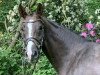 dressage horse Bellingham (Hanoverian, 2017, from Callaho's Benicio)