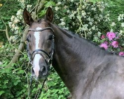 dressage horse Bellingham (Hanoverian, 2017, from Callaho's Benicio)